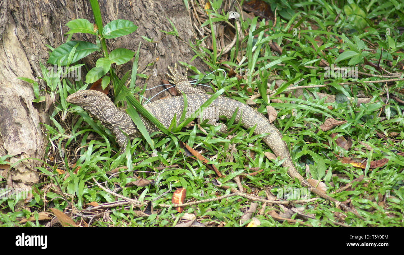 KEDAH, LANGKAWI, MALAYSIA - APR 11th, 2015: Closeup of monitor lizard - Varanus in the jungle Stock Photo