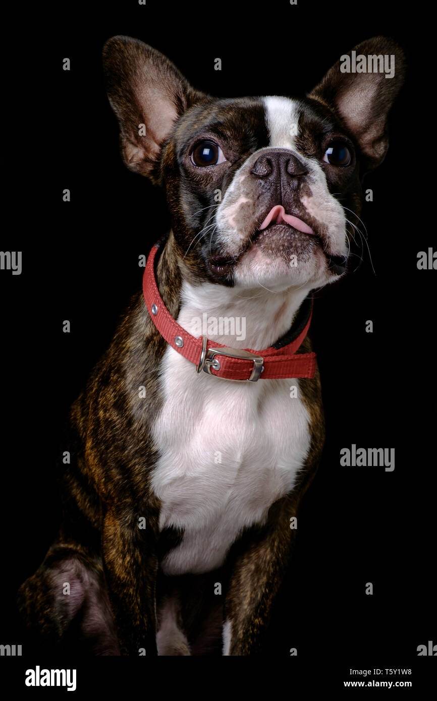 Closeup portrait of beautiful boston terrier pure breed funny face showing tongue Stock Photo