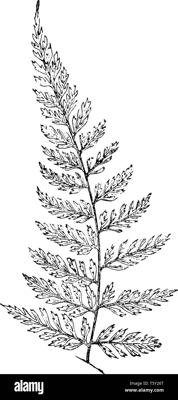 Pteris Scaberula is species of Pteridaceae fern family and it grows to 1 foot in length, vintage line drawing or engraving illustration. Stock Vector
