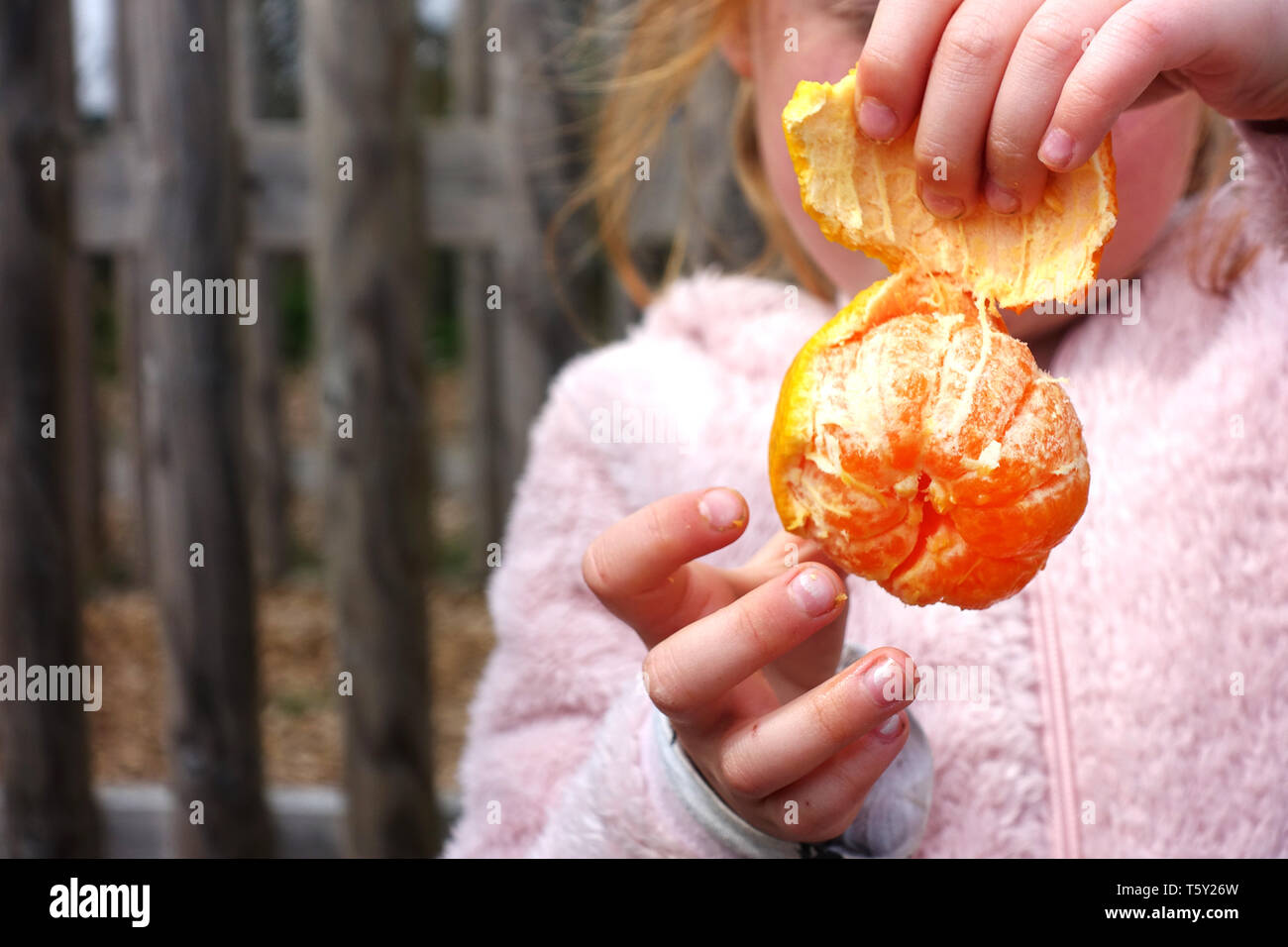 A young girl peeling a satsuma. A healthy snack for a child and one of