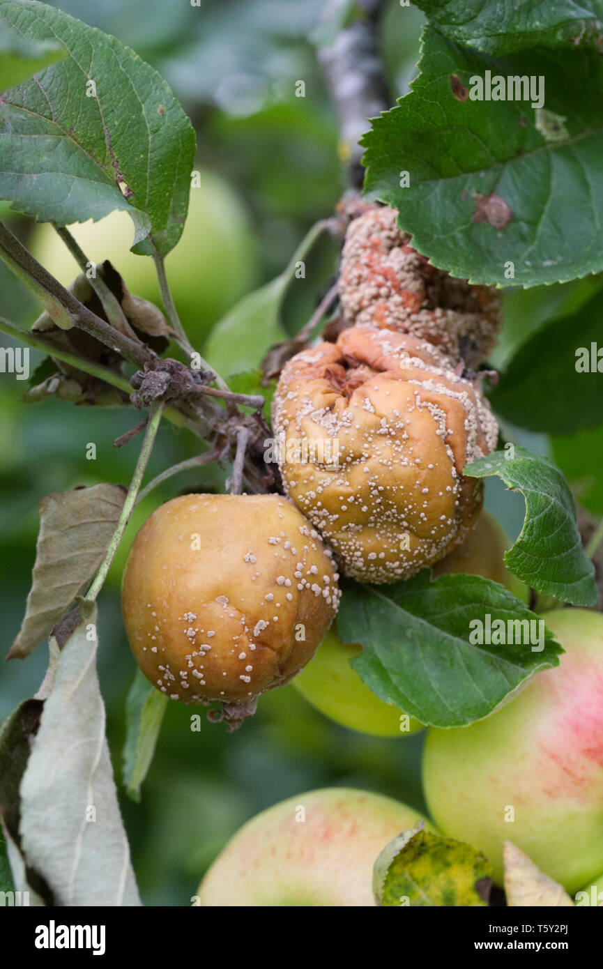Monilinia. Brown rot on apples in an English Orchard. Stock Photo