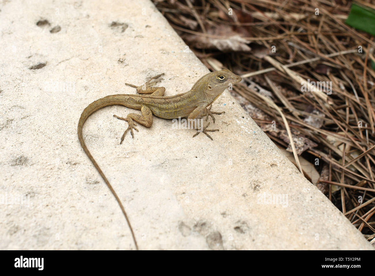 A gecko at Miami Beach Botanical Garden, Florida, USA. Stock Photo