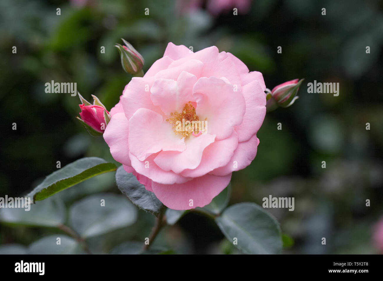 Rosa 'Anna Livia' flower. Stock Photo