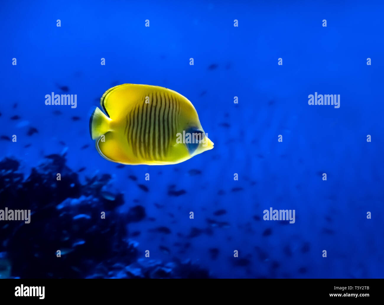 Bright yellow fish underwater on background of coral in Red sea. Yellow Tang Zebrasoma Flavescens. Stock Photo