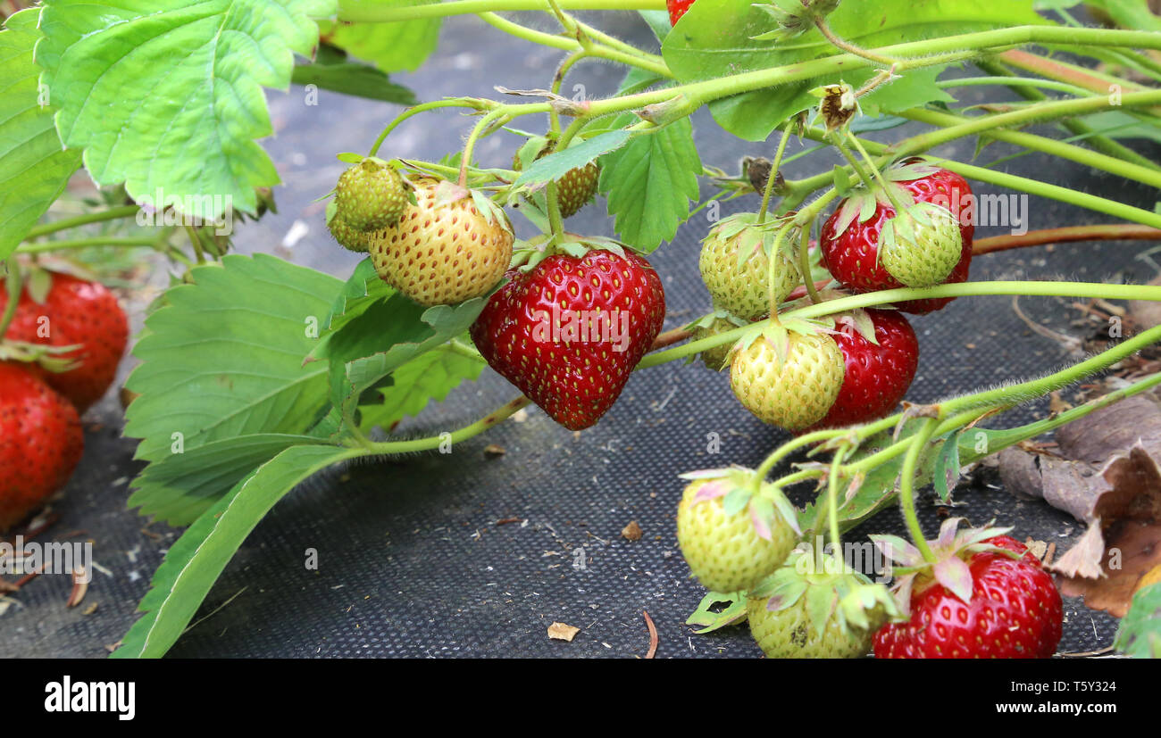 Bed strawberries in garden growing hi-res stock photography and images ...