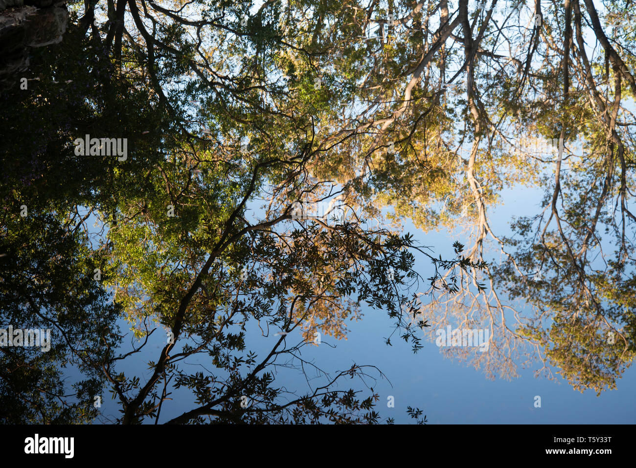 Johannesburg, South Africa, 27th April, 2019. Fall colored trees are reflected in a pond in The Wilds, a newly restored public park close to the city centre, on Saturday afternoon. Credit: Eva-Lotta Jansson/Alamy Stock Photo