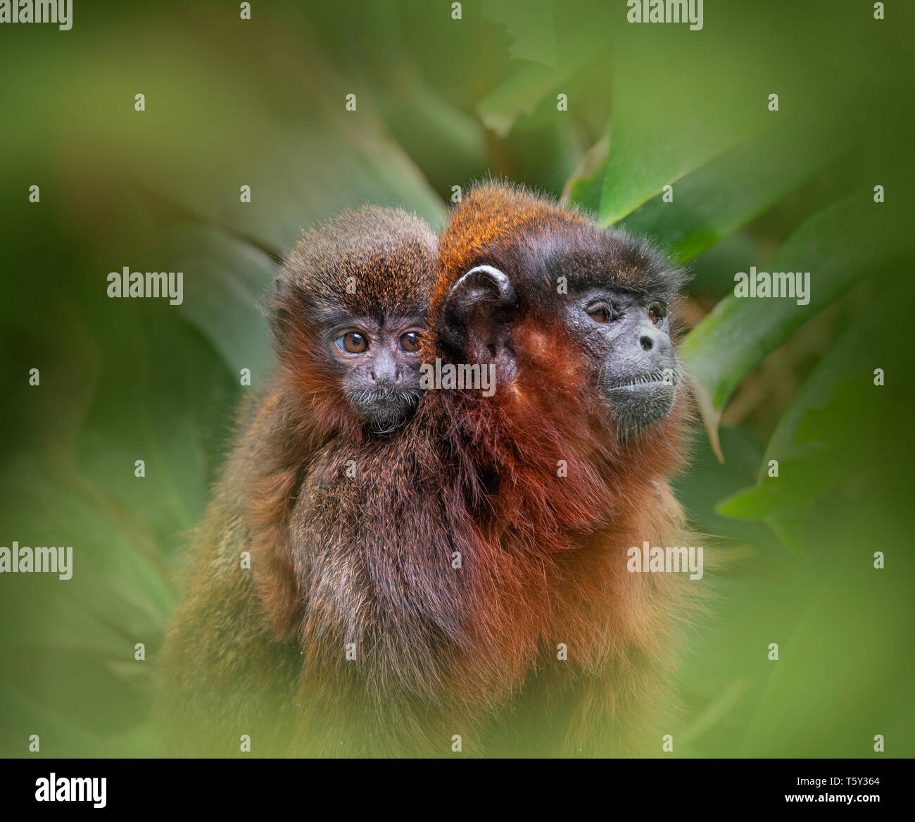 Coppery titi monkey Callicebus cupreus Stock Photo