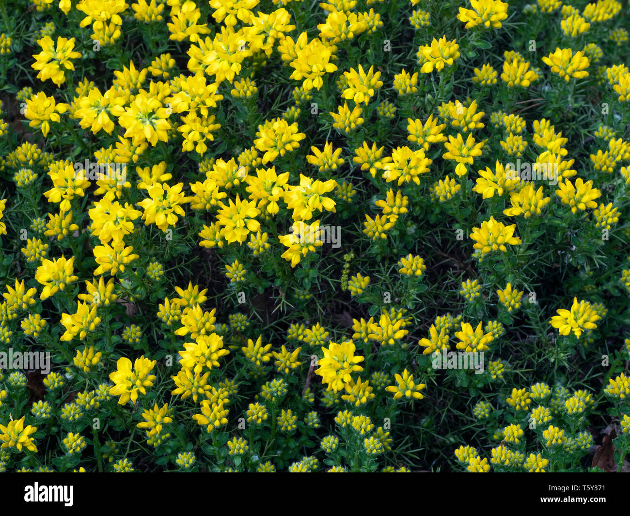 Genista hispanica Spanish gorse Norfolk garden Stock Photo Alamy