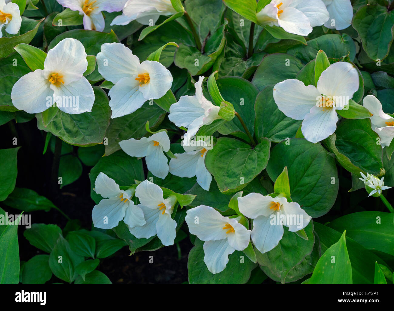 Trillium grandiflorum or white trillium in spring border Stock Photo