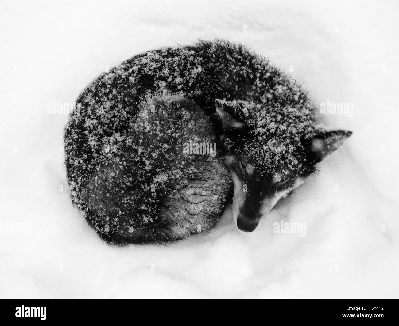 Winter frost in West Siberia. Black dog sleep on a snow. Black and white photo Stock Photo
