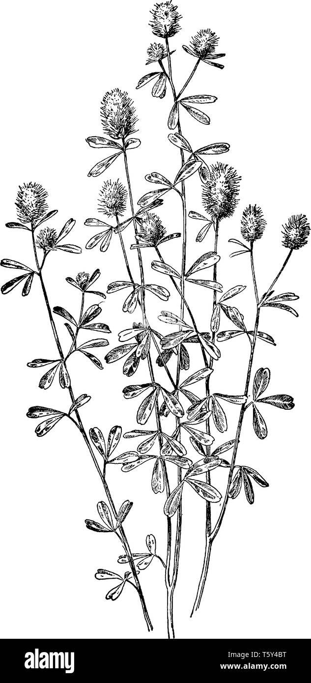 Rabbit-Foot Clover is a flowering plant. Those leaves are divided into three sessile leaflets. The flowers are grouped in a dense inflorescence long a Stock Vector