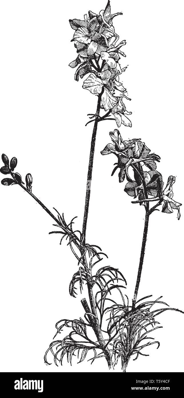 A picture is showing Delphinium Ajacis. This is an annual flowering plant of the family Ranunculaceae native to Eurasia. It grows about eighteen inche Stock Vector