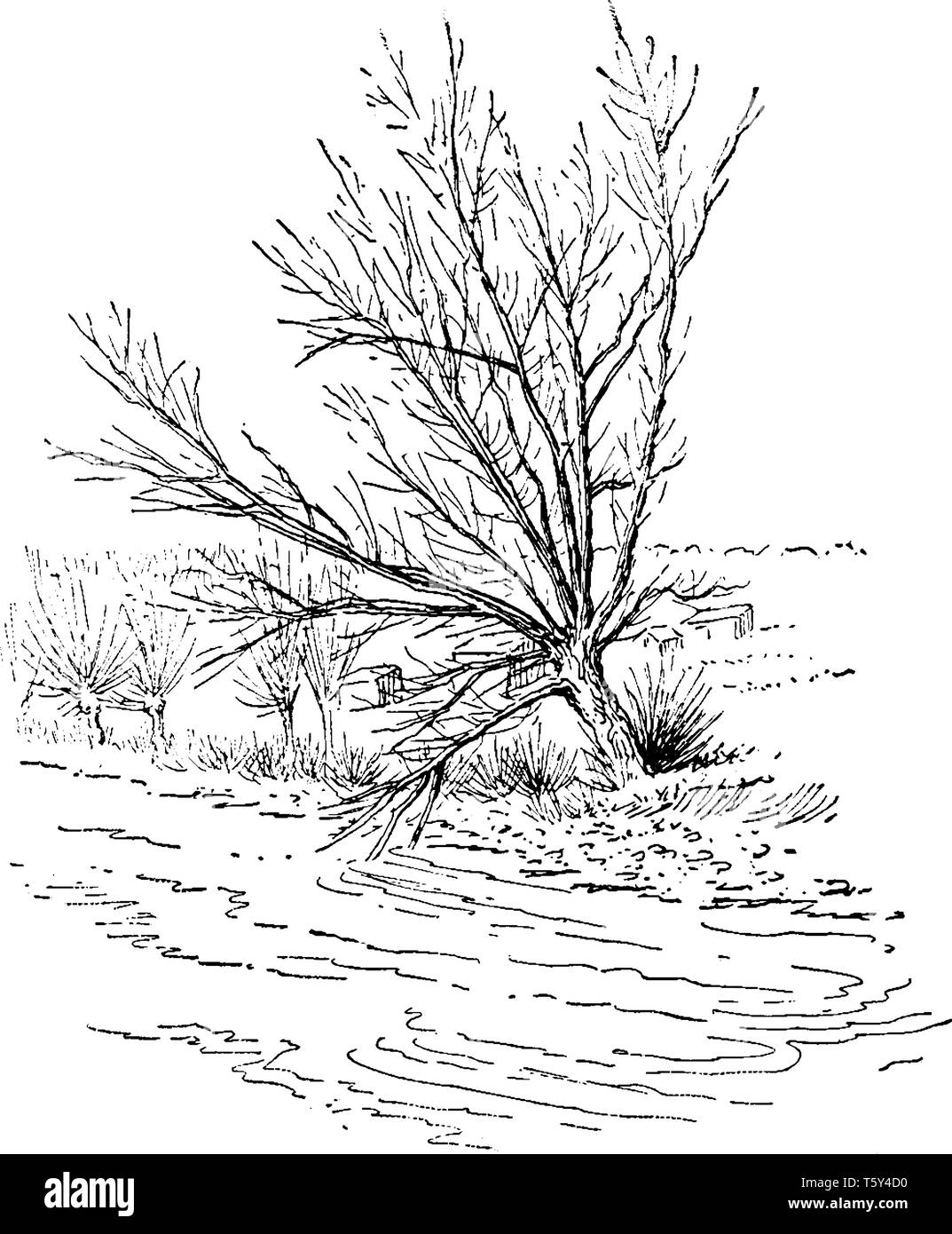 A picture showing a White Willow tree which is a large willow tree of Eurasia and North Africa having greyish Canescent leaves and grey bark, vintage  Stock Vector