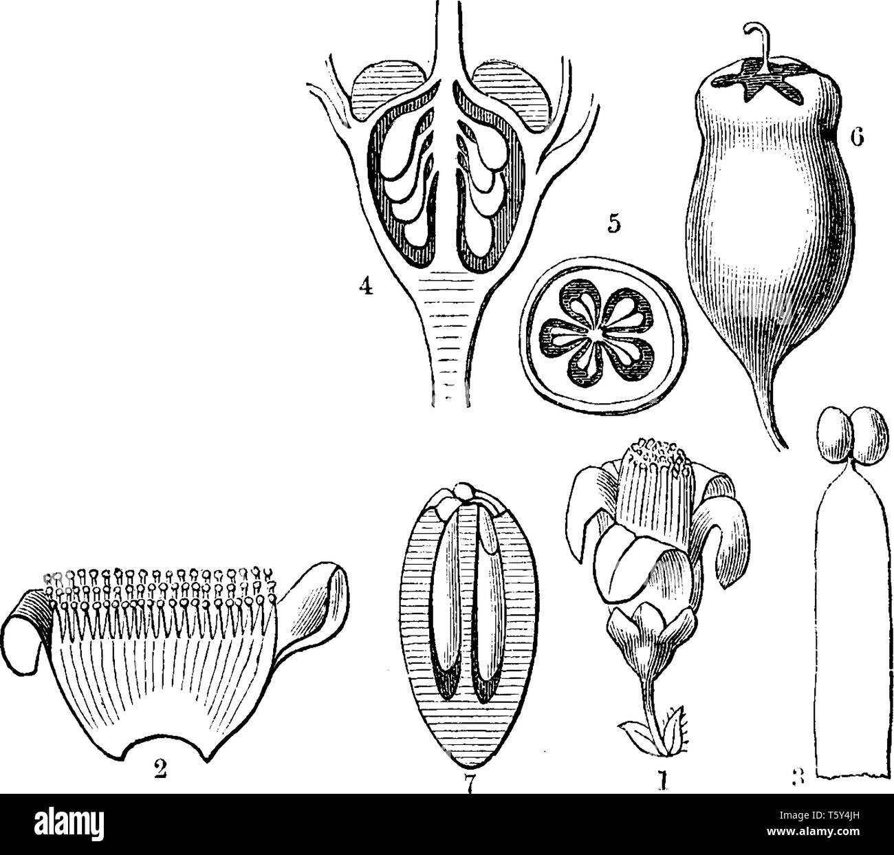 A picture showing different parts of Symplocos Laxiflora tree such as flower, corolla, stamen, ovary, ditto and fruit, vintage line drawing or engravi Stock Vector