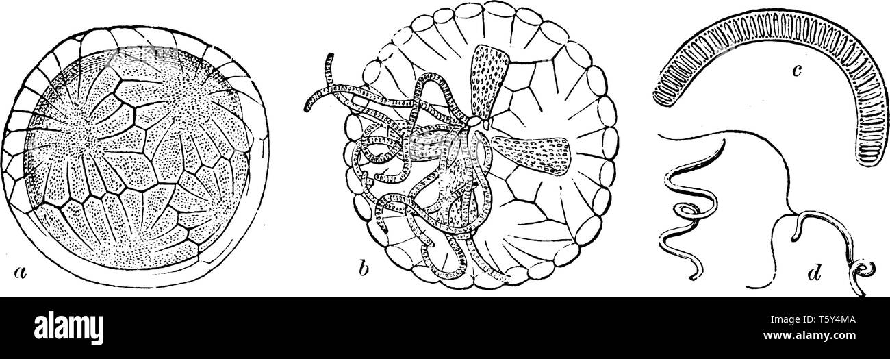 A diagram of Antheridium of Chara: a, the four upper shields; b, interior; c, Antheridial filament; d, two Antherozoids, vintage line drawing or engra Stock Vector