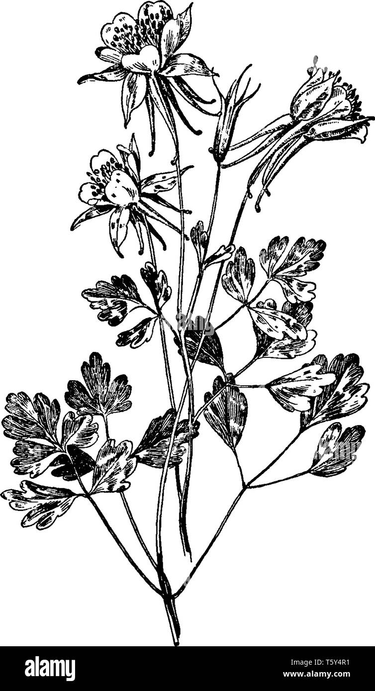 A picture shows Aquilegia Chrysantha plant. There are many flowers on the plant.  Leaves have three leaflets with three lobes and grow from the base a Stock Vector