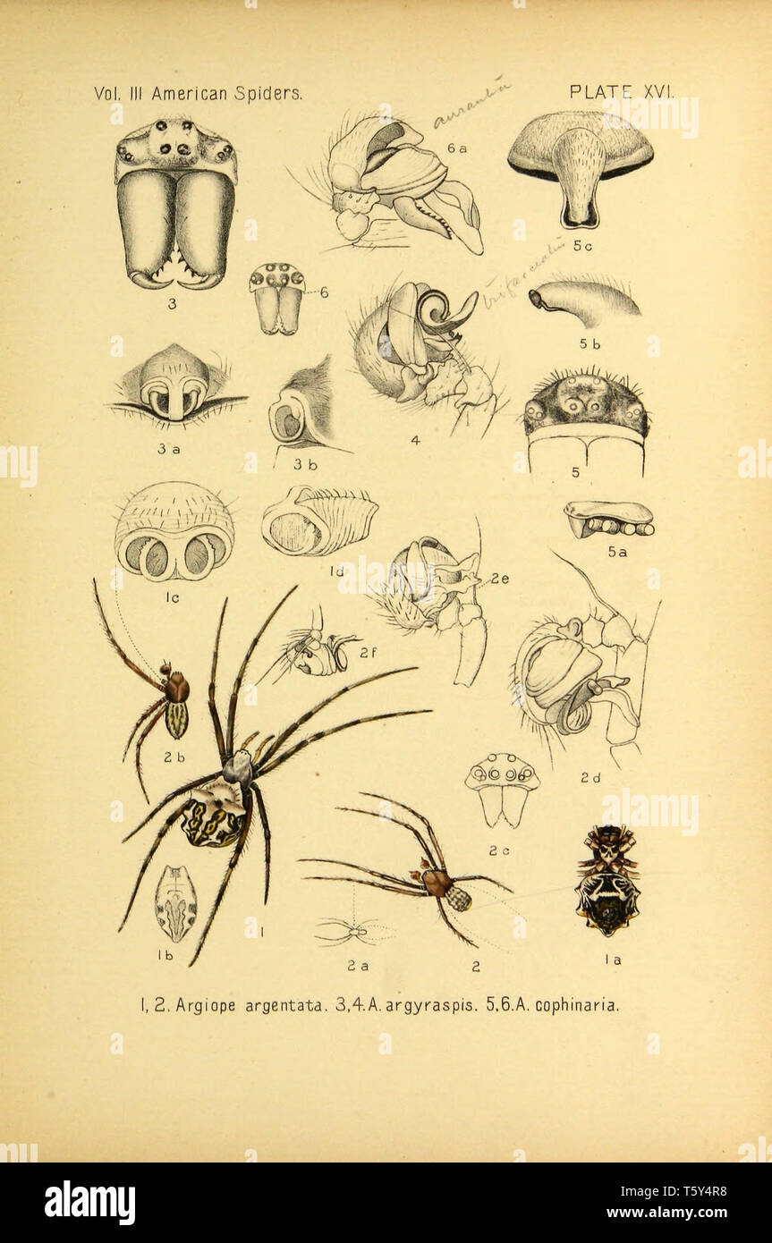 Beautiful Vintage Hand Drawn Illustrations Of Exotic Spiders From Old Book It Can Be Used As Poster Or Decorative Element For Interior Design Stock Photo Alamy