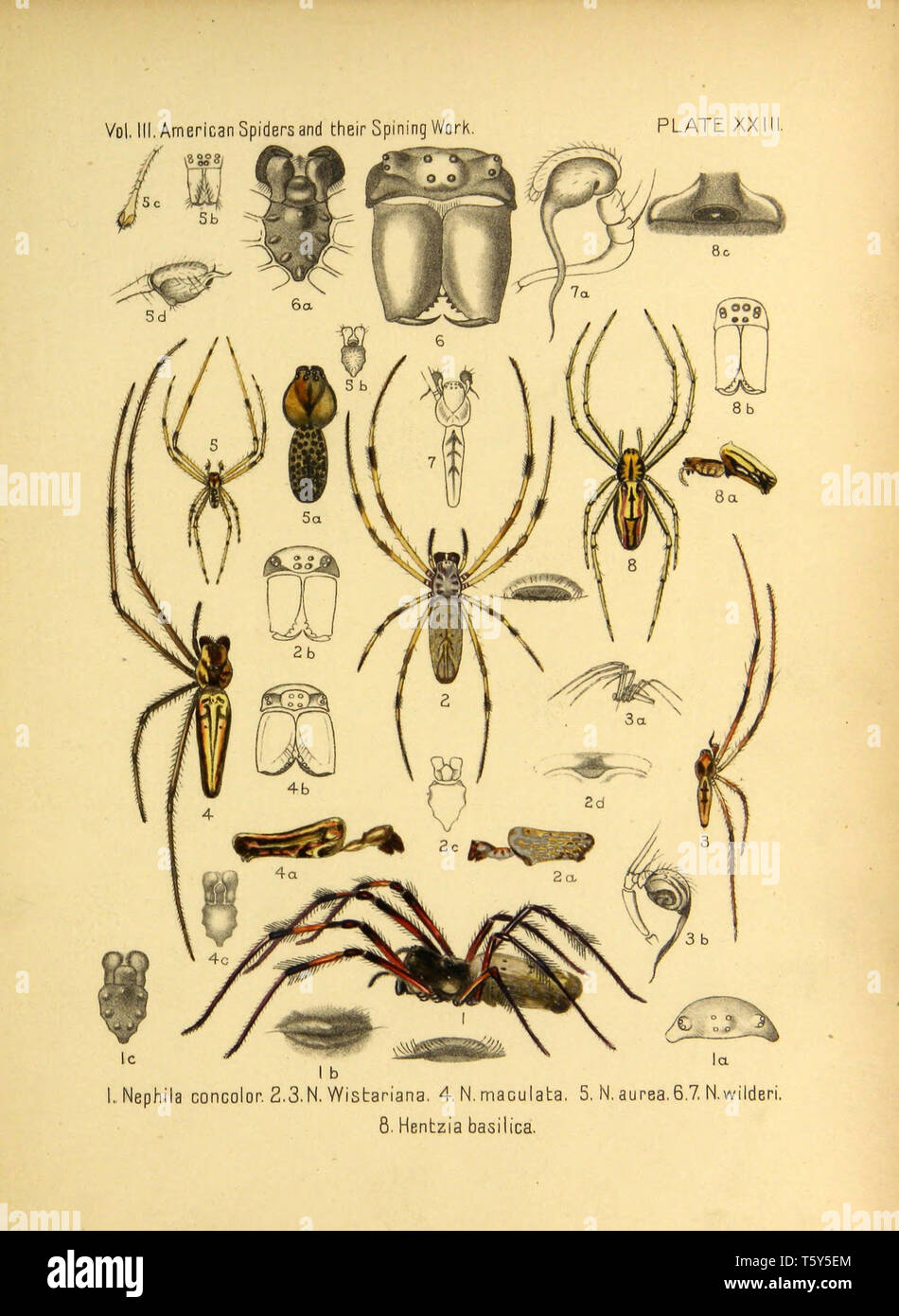 Beautiful vintage hand drawn illustrations of exotic spiders from old book. It can be used as poster or decorative element for interior design. Stock Photo