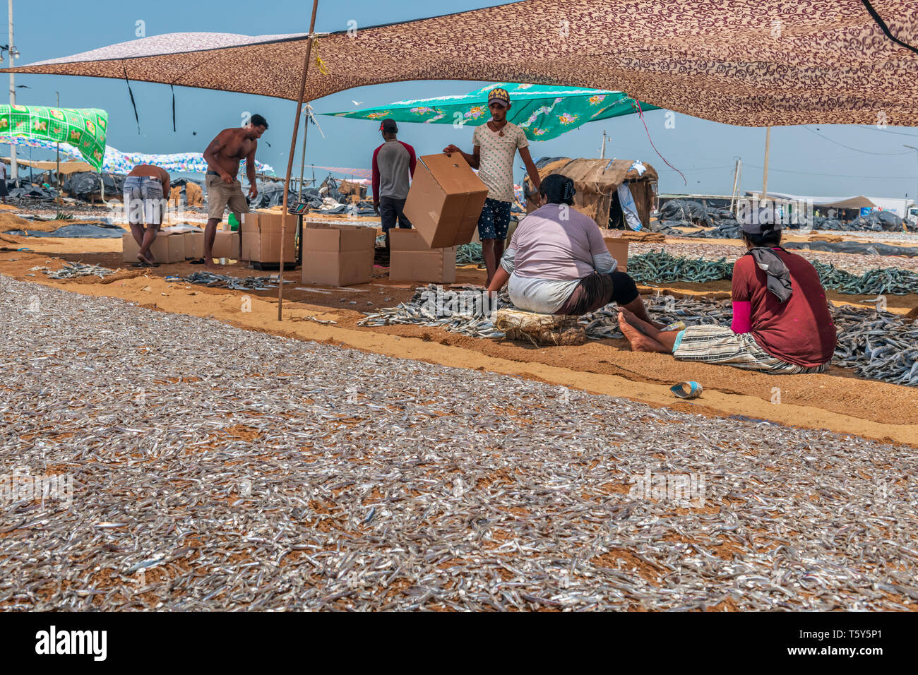 In the heat of of the afternoon men and  women prepare dried fish for market on Negombo beach in the west of Sri Lanka. Working in temperatures in the Stock Photo