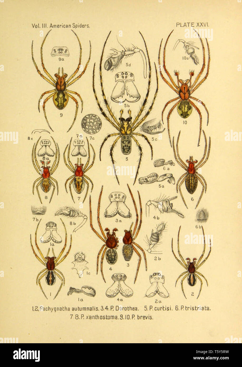 Beautiful vintage hand drawn illustrations of exotic spiders from old book. It can be used as poster or decorative element for interior design. Stock Photo
