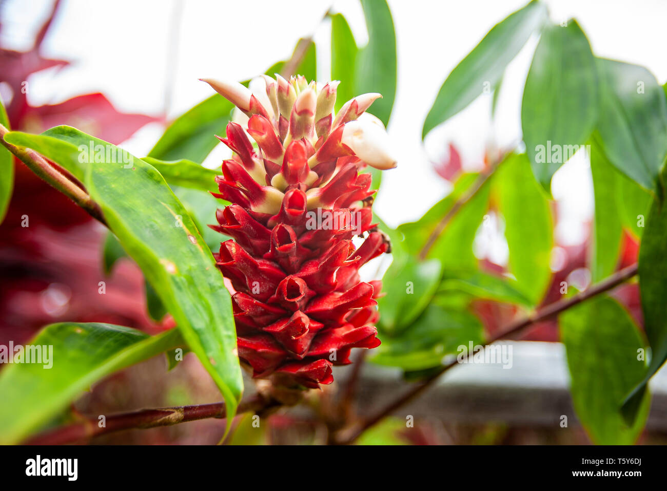 Crepe Ginger, Cheilocostus speciosus, flowering, Maui, USA Stock Photo