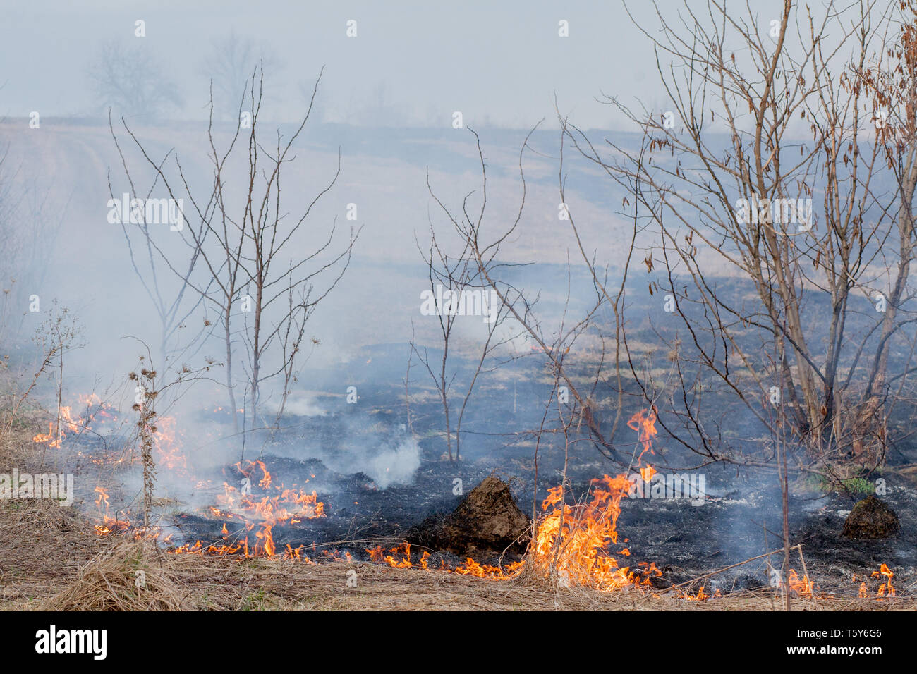 A strong fire spreads in gusts of wind through dry grass, smoking dry ...
