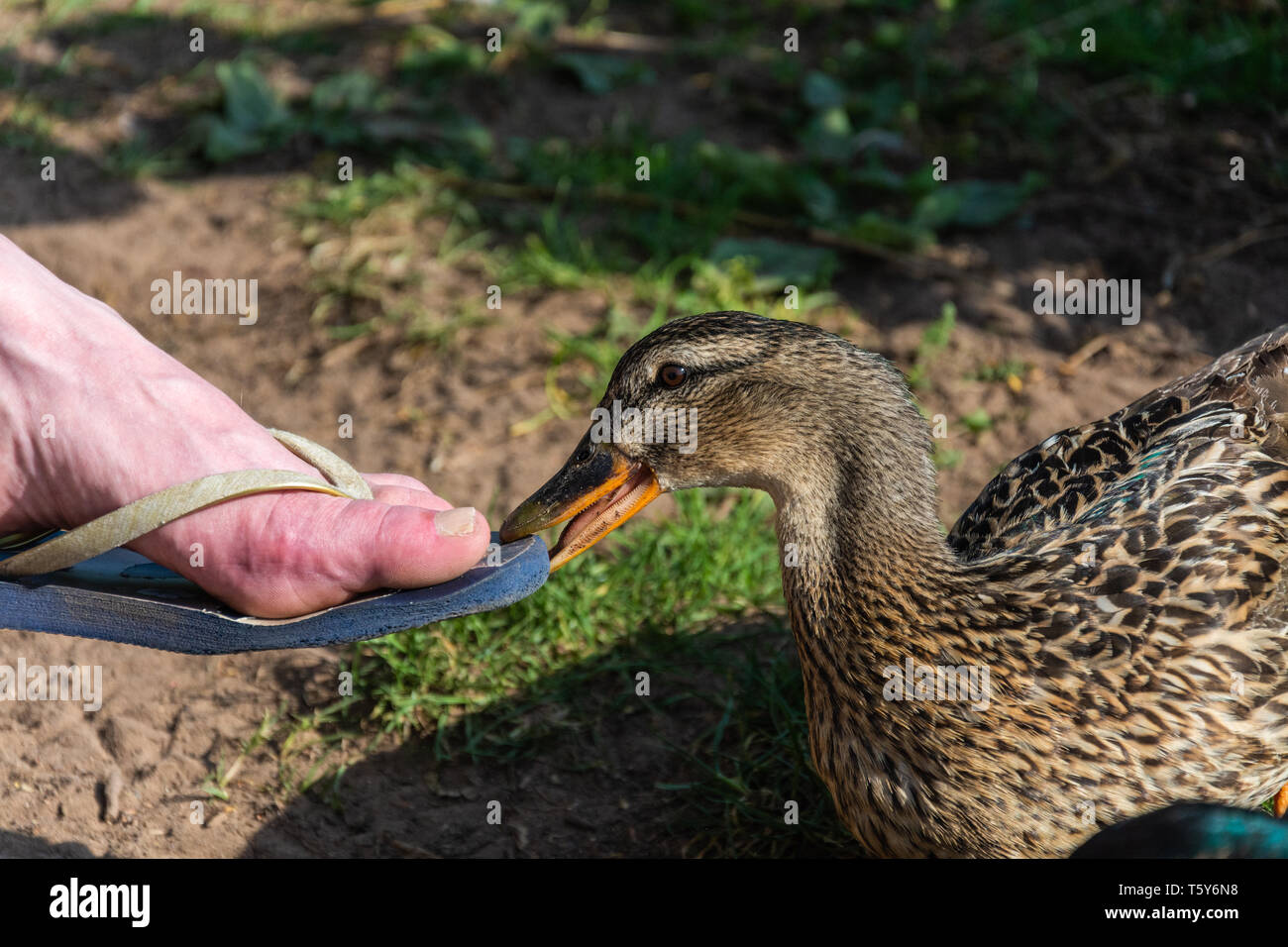 A female Mallard duck (Anas platyrhynchos) biting a woman's flip-flop shoe.  Upper Arley, Worcestershire, UK Stock Photo - Alamy