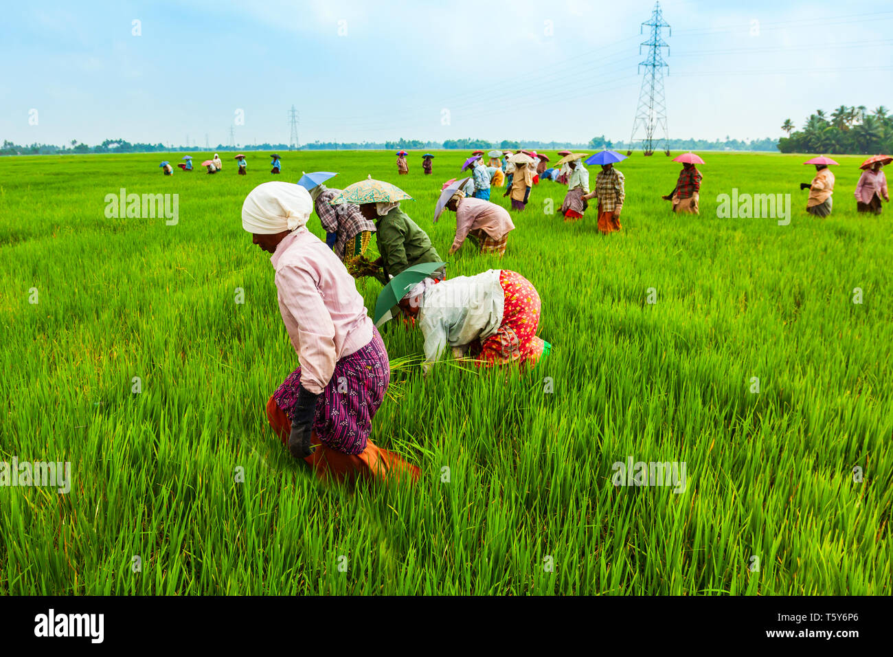 ALAPPUZHA, INDIA - MARCH 19, 2012: Unidentified farmers working in the beauty rice field in Asia Stock Photo