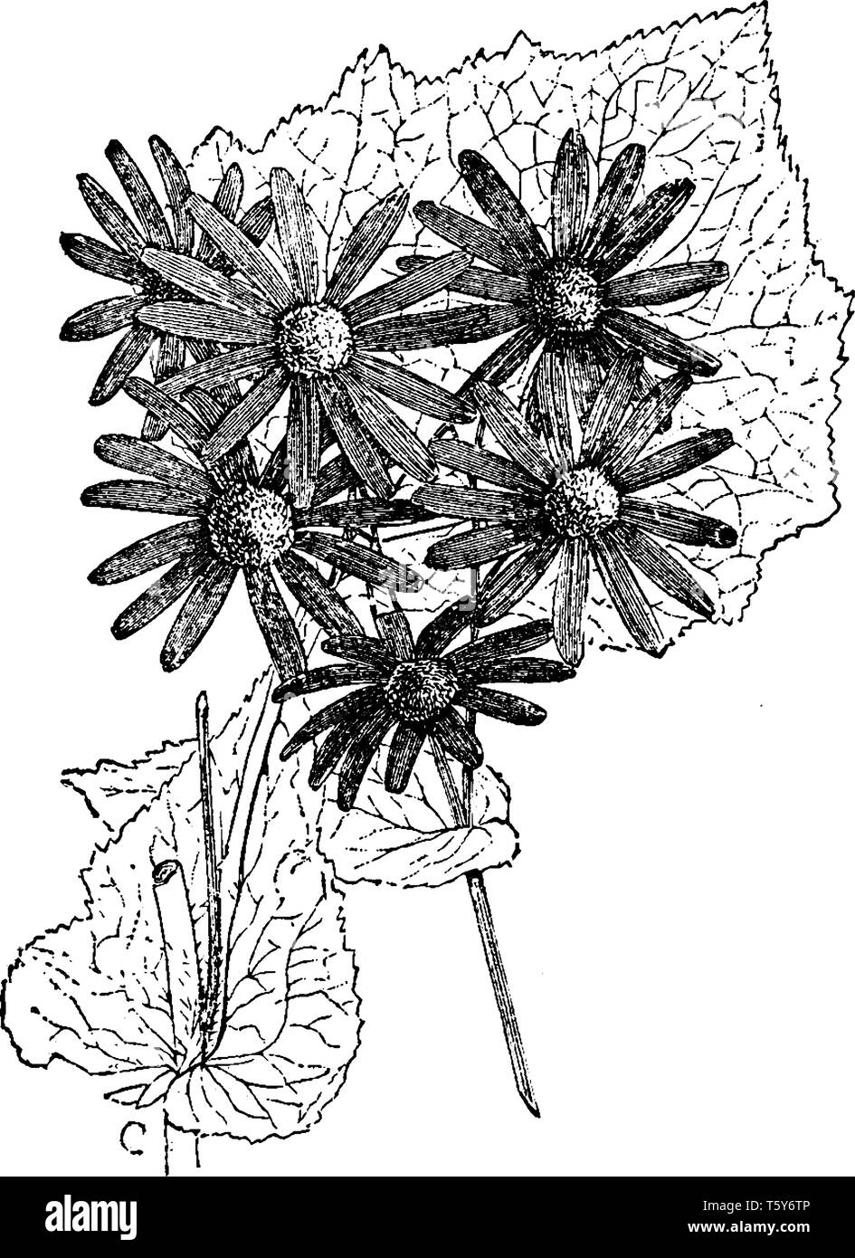 Senecio is a genus of the daisy family. The flower heads are normally rayed with the heads borne in branched clusters, and usually completely yellow,  Stock Vector