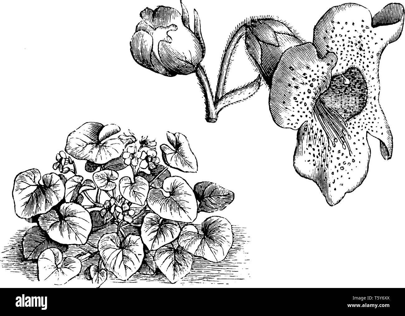 Martynia Proboscidea is a species of flowering plant in the family Martyniaceae. In the picture the habit of Detached Portion of Inflorescence flowers Stock Vector