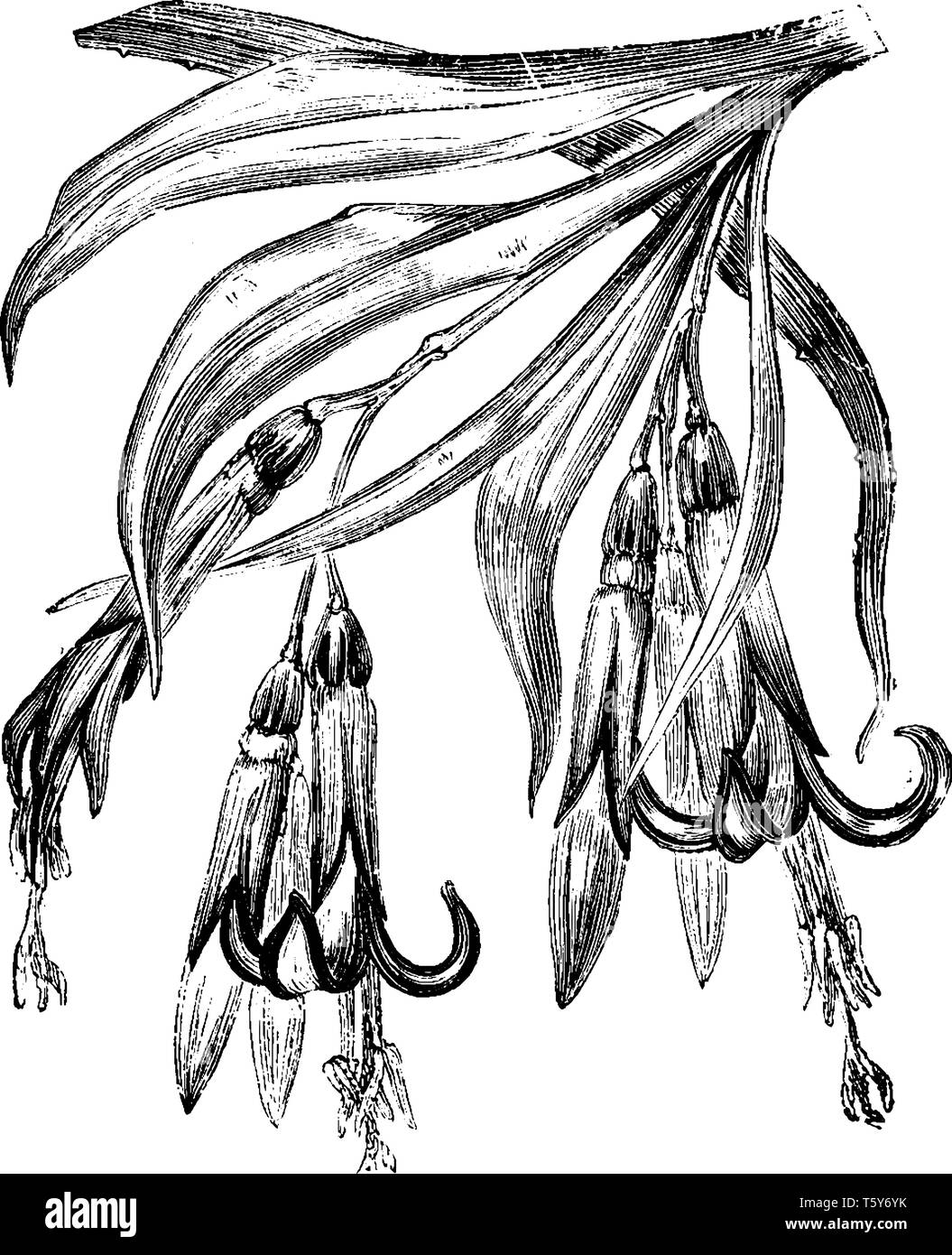 The flowers showing Billbergia Ntans. Seven to eight liner leaves pieces of stuff grow in a tube with tabular flower, vintage line drawing or engravin Stock Vector