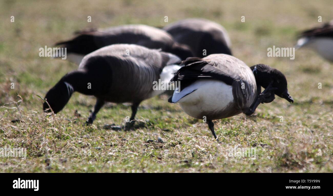 Canada goose cheap germany 2019