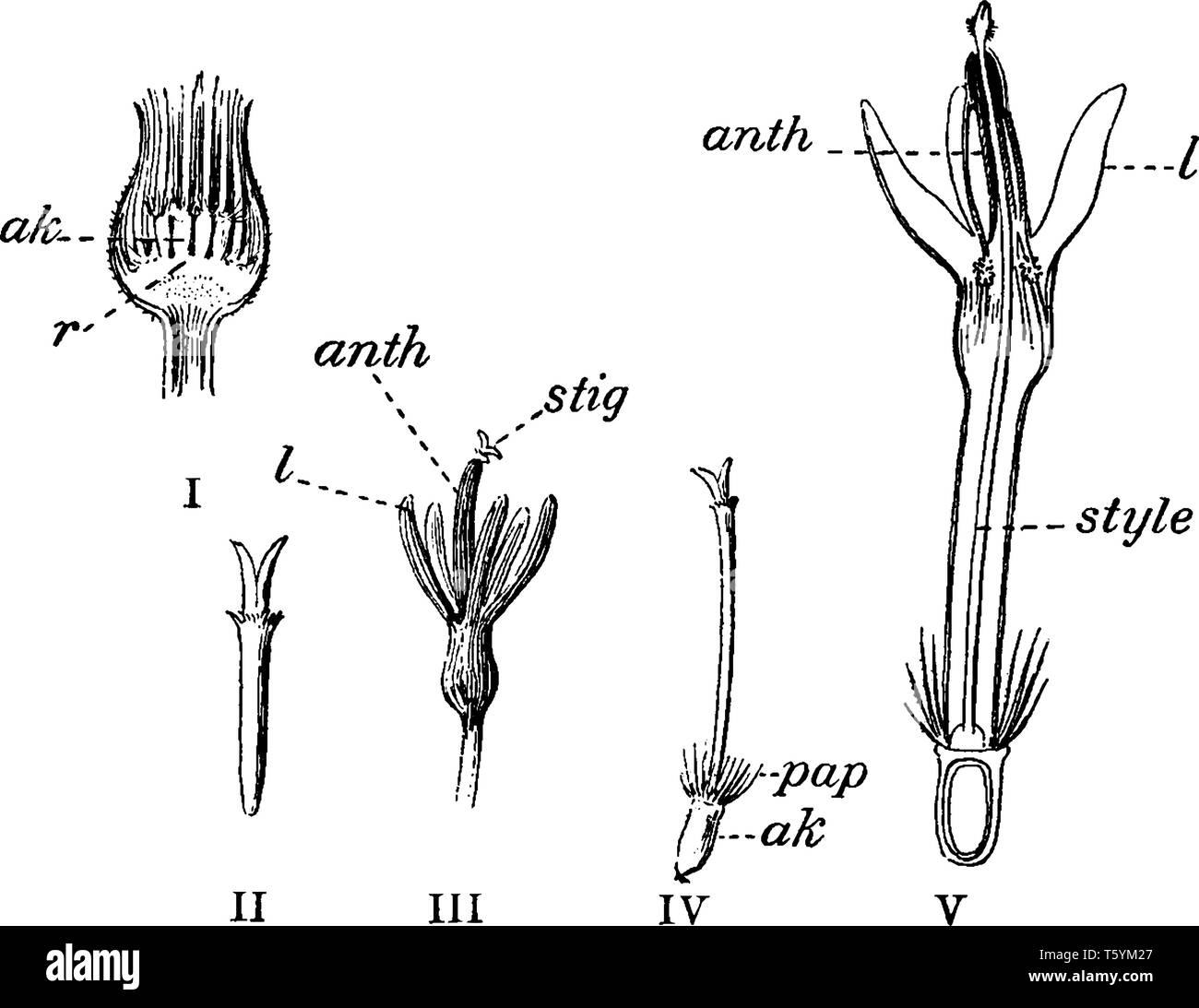 A picture describing the different parts of a cornflower, vintage line drawing or engraving