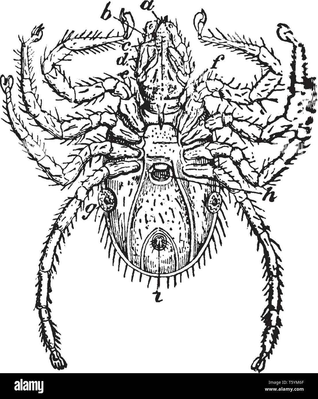 Acarida which includes those insects as the mites ticks itch insects without a definite line of demarktation, vintage line drawing or engraving illust Stock Vector