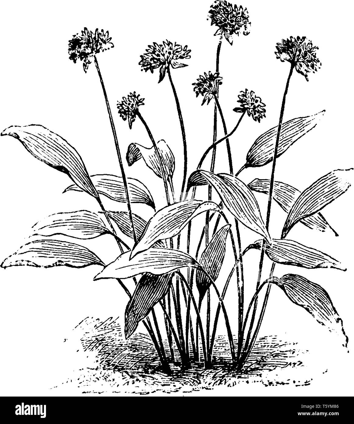 This is an image of flowers of Allium Ursinum. Flowers look like a star with six petals. These plants have a leaf on each stalk, vintage line drawing  Stock Vector
