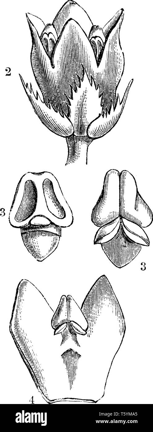 Front b Black and White Stock Photos Images Alamy