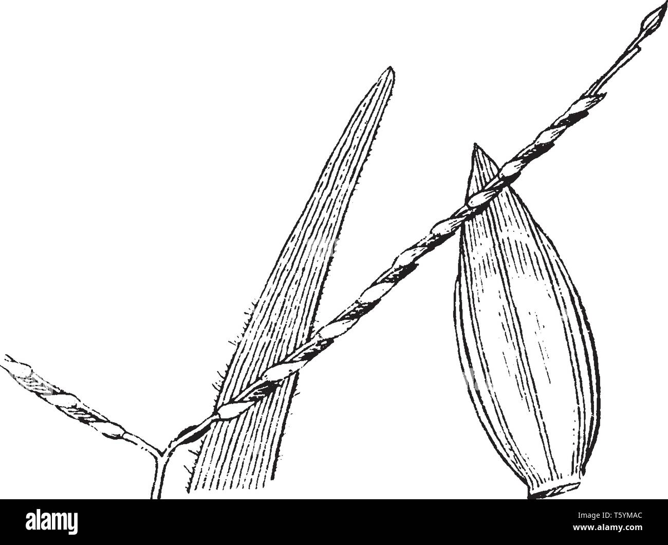 The axonopus leaf blad flat and lanceolate and broad. Leaves are hairy, spikelet short and flatted and pointed glume, vintage line drawing or engravin Stock Vector