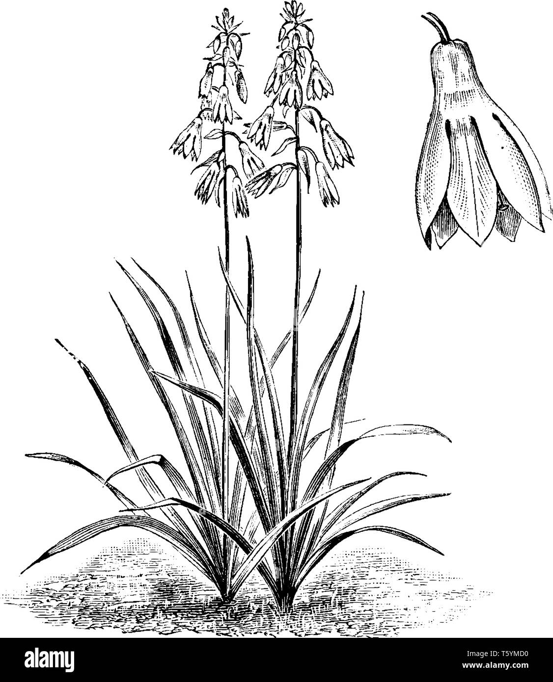 A picture is showing habit and detached Single Flower of Galtonia Candicans, also known as summer hyacinth. It is native of South Africa, vintage line Stock Vector