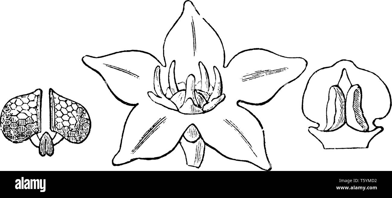 Picture shows the flower of Heterostemma plant. Flower consists of five sepals and five-lobed calyx. Flowers have radial symmetry, vintage line drawin Stock Vector