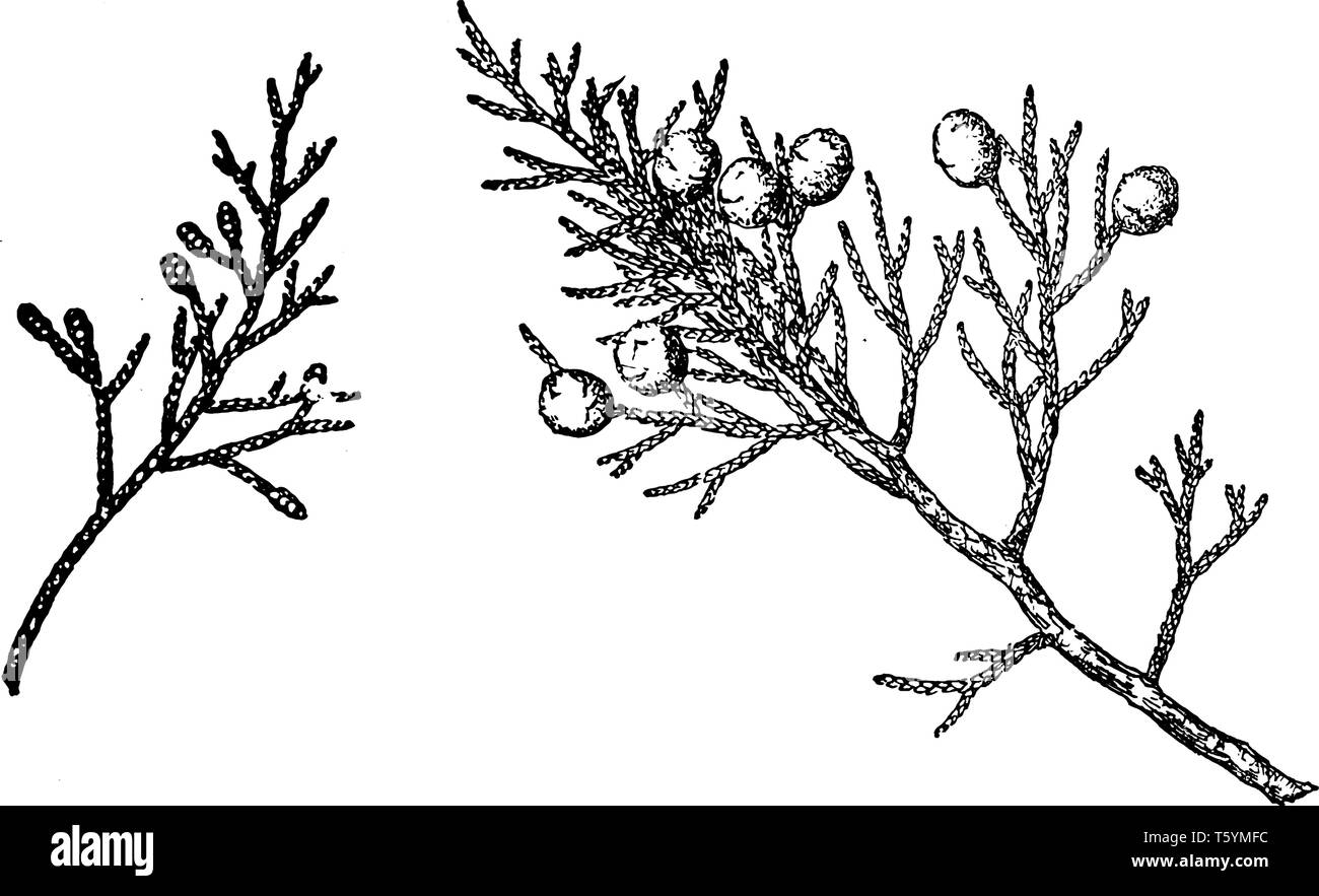 Juniperus Occidentalis is a shrub or tree native to the western United States, growing in mountains at altitudes of 800-3,000 metres and rarely down t Stock Vector