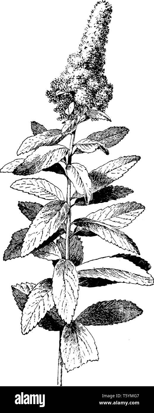 An image showing Spiraea Douglasii. This is a species of flowering plant belonging to the Rosaceae family. It is native to western North America. It h Stock Vector