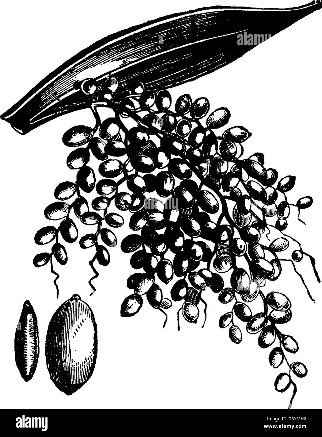 This is image of the date tree. This image showing a date fruit, it has small. It is bunch of data fruit; they grow up on a single branch. This fruit  Stock Vector