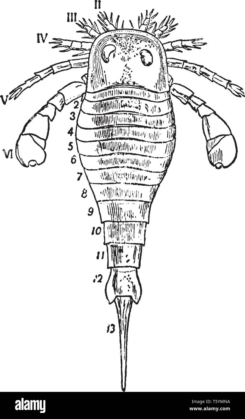 Eurypterus Fischeri is presented showing the prosomatic shield with paired compound eyes and the prosomatic appendages, vintage line drawing or engrav Stock Vector