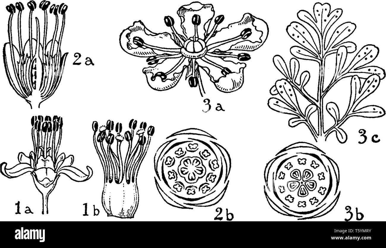 A picture is showing Orders of Erythroxylaceae, Zygophyllaceae, and Rutaceae. The flowers of this order: 1. Erythroxylon, 2. zygophyllum, and 3. ruta, Stock Vector