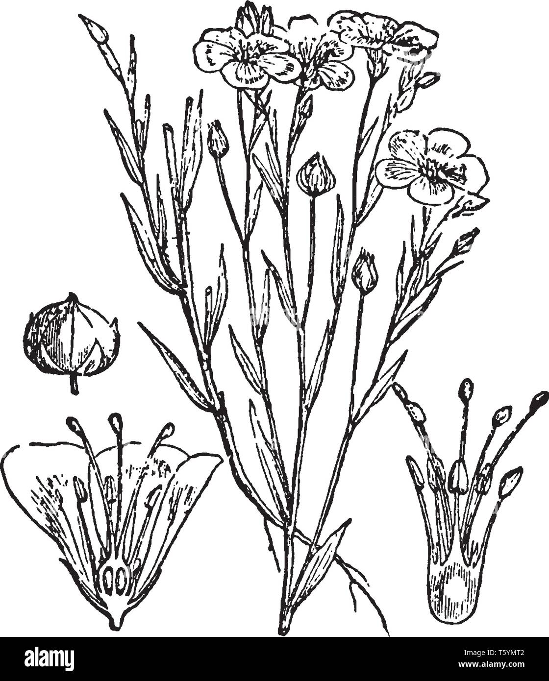 найди на рисунке лен