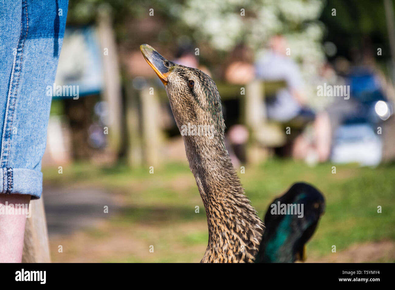 A female Mallard duck (Anas platyrhynchos) extends her long neck, hoping to get some food. River Severn, Upper Arley, Worcestershire, UK. Stock Photo