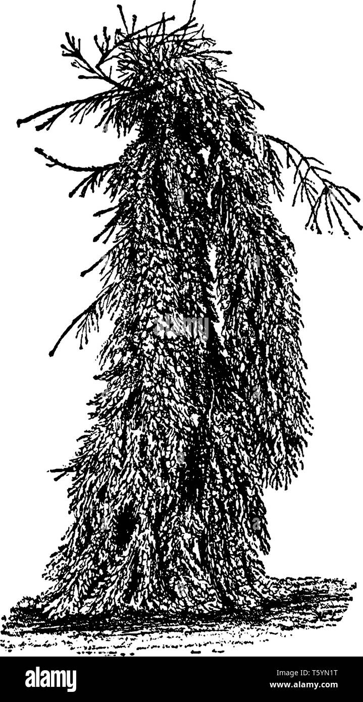 Weeping Norway spruce is a hardiest weeping trees, works well to create a focal point in colder regions. The branches of these trees droop downward. I Stock Vector