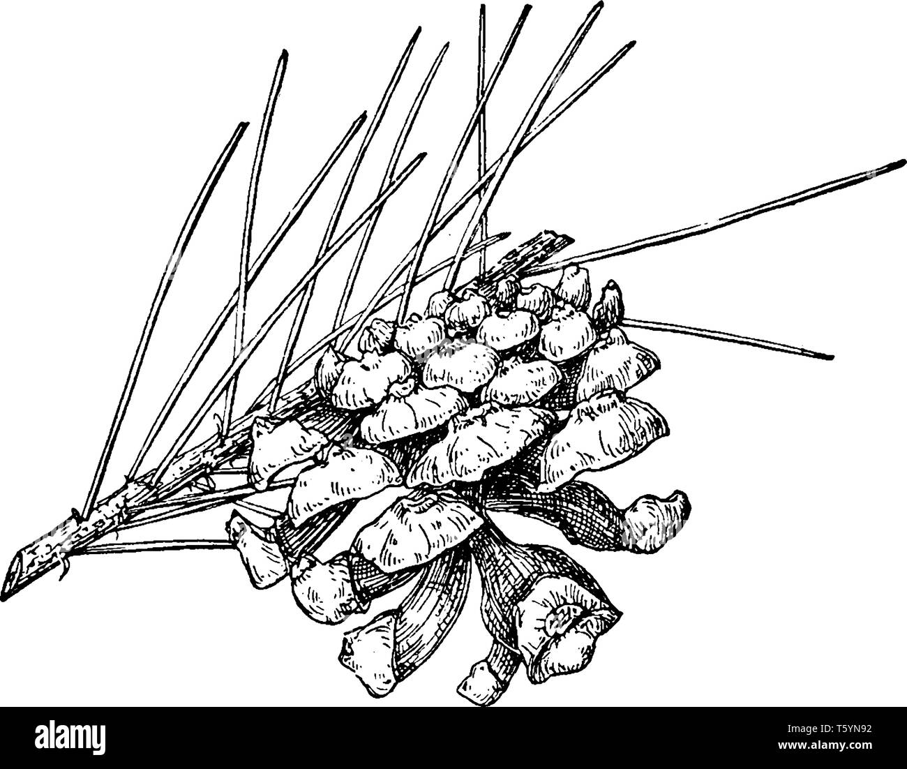 A picture showing the Pine Cone of Single-Leaf Pinyon which is also known as Pinus monophylla, vintage line drawing or engraving illustration. Stock Vector