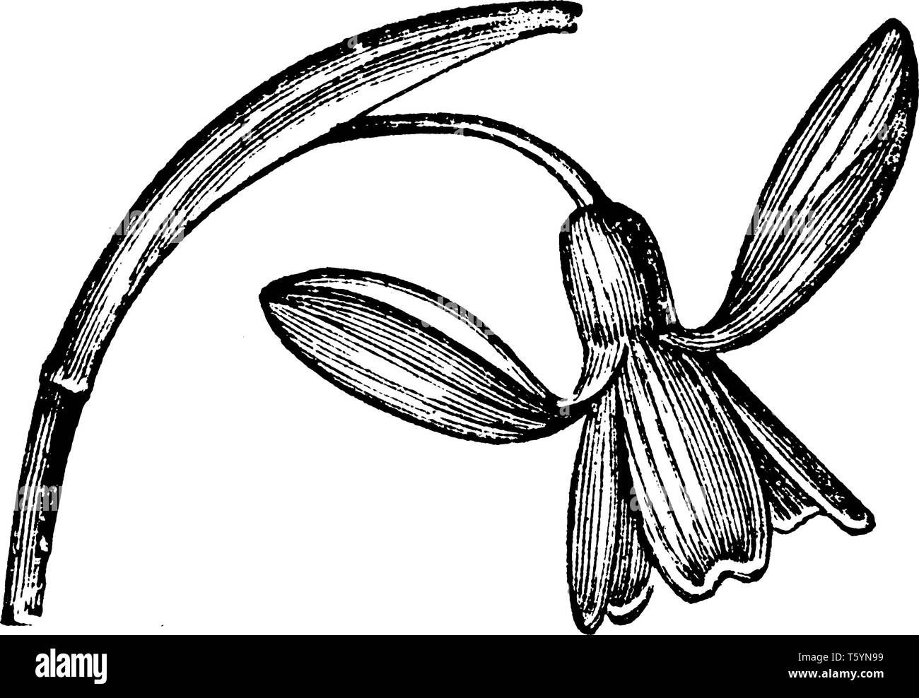 A picture shows the Snowdrop Flowering Plant. The solitary white