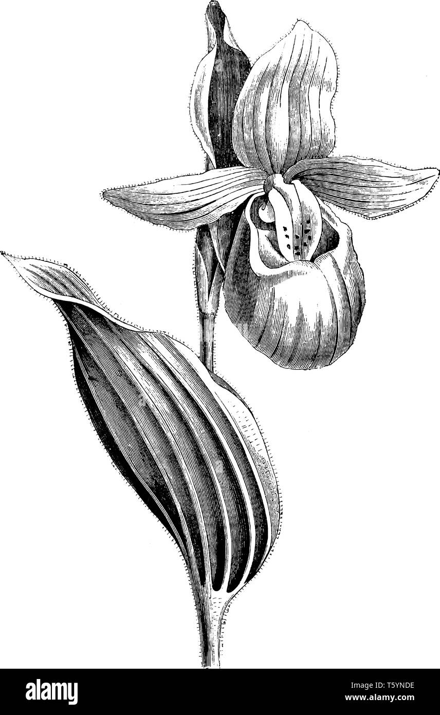 Cypripedium Spectabile is species in Orchidaceae family. Leaves' blades are broadly elliptic, vintage line drawing or engraving illustration. Stock Vector